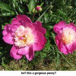 Peony_0348