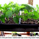 Polebeans_0281