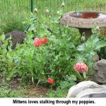 Mittens_poppies_0412