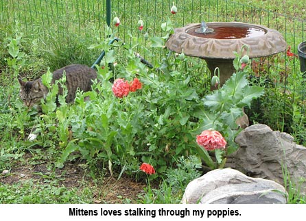 Mittens_poppies_0412