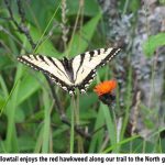 Swallowtail_0325