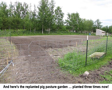 piggarden_0331