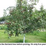 AppleTree_0546