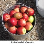 Apples_0771