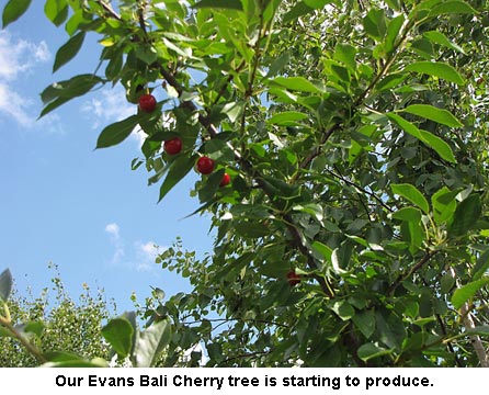 Evans-Bali_0534