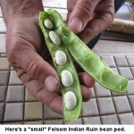 Indian-Ruin-Bean_0694