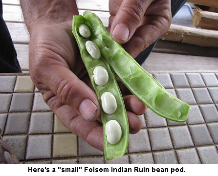 Indian-Ruin-Bean_0694