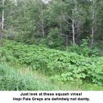 Squashvines_0763