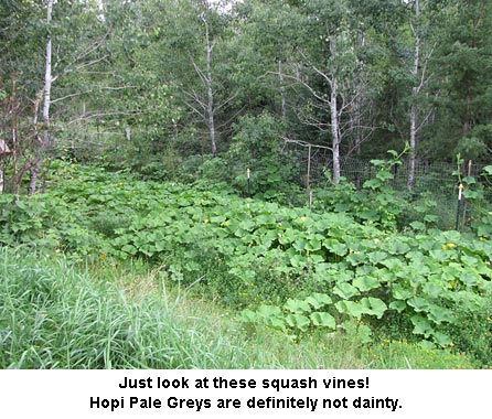 Squashvines_0763