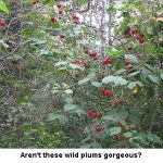 Wildplums1_0811