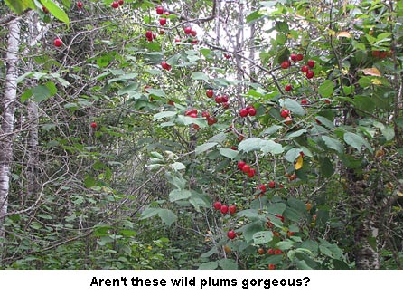 Wildplums1_0811