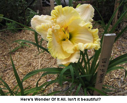Wonder_0525