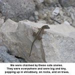 anoles_0973