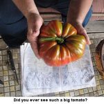 bigtomato_0860