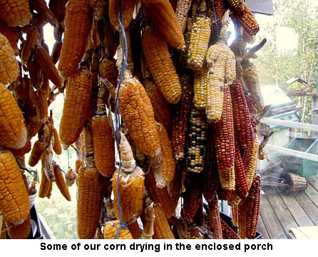 corndrying