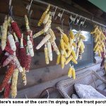 corndrying_0882