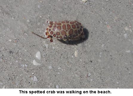 spottedcrab_0902