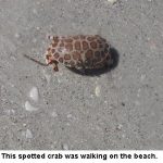 spottedcrab_0902