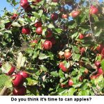 apples_1131