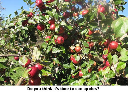 apples_1131