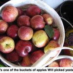 apples_1207