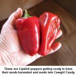 lipstickpeppers_1151