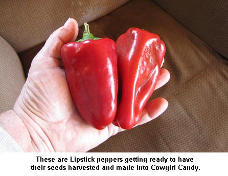 lipstickpeppers_1151