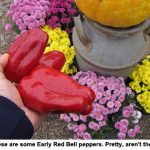 redbellpeppers_1180