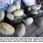 hopiharvest_1217