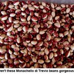 bean-seeds_1202