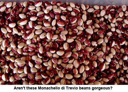 bean-seeds_1202