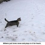 mittens_snow_9938