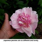 JapanesePeony_7686