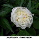 White-peony_7674