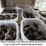 Pepper-seedlings_1488