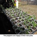 Peppers_1557