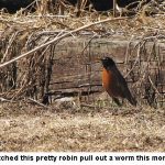 Robin_1594