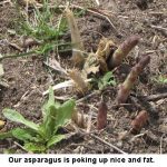 Asparagus_1655