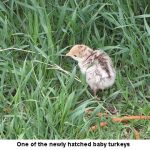 Baby-turkey_1746