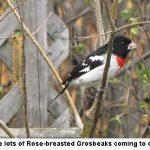 Grosbeak_1744