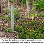 Jumpups_1757
