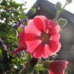 Hollyhocks_2058