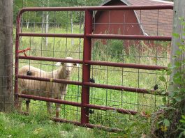 Whew! We’re done haying … again