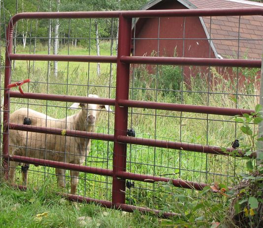 Whew! We’re done haying … again