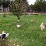 Chickens_2316