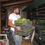 Green-tomatoes_2254