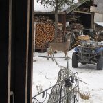 Deer_2395