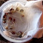 Germination_2454