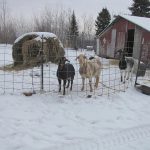 Goats_2511