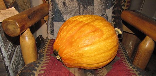 Wow! A new variety of squash!